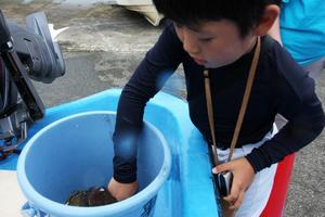 刺し網漁で捕えた甲羅イカを興味津々に触る子ども
