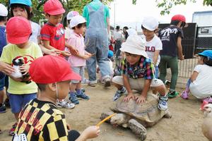 カメの背中に乗って、気分は浦島太郎。普段はできない体験に喜ぶ園児たち