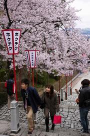 丸岡城へ登る階段も満開の桜で彩られ、観光客をお出迎え