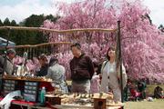 満開の桜の下で工芸品を品定めして楽しむ観光客