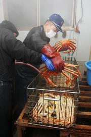 赤くゆであがった越前がにを冷水で締める。