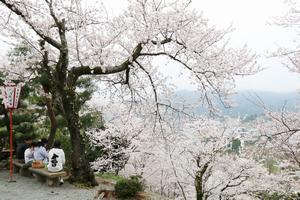桜の下で城下町を眺めながら優雅に昼食