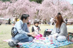 さまざまな楽しみ方があるしだれ桜まつり