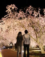 ライトアップされた夜桜は幻想的な美しさ