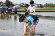 泥んこになりながら苗を植える児童たち