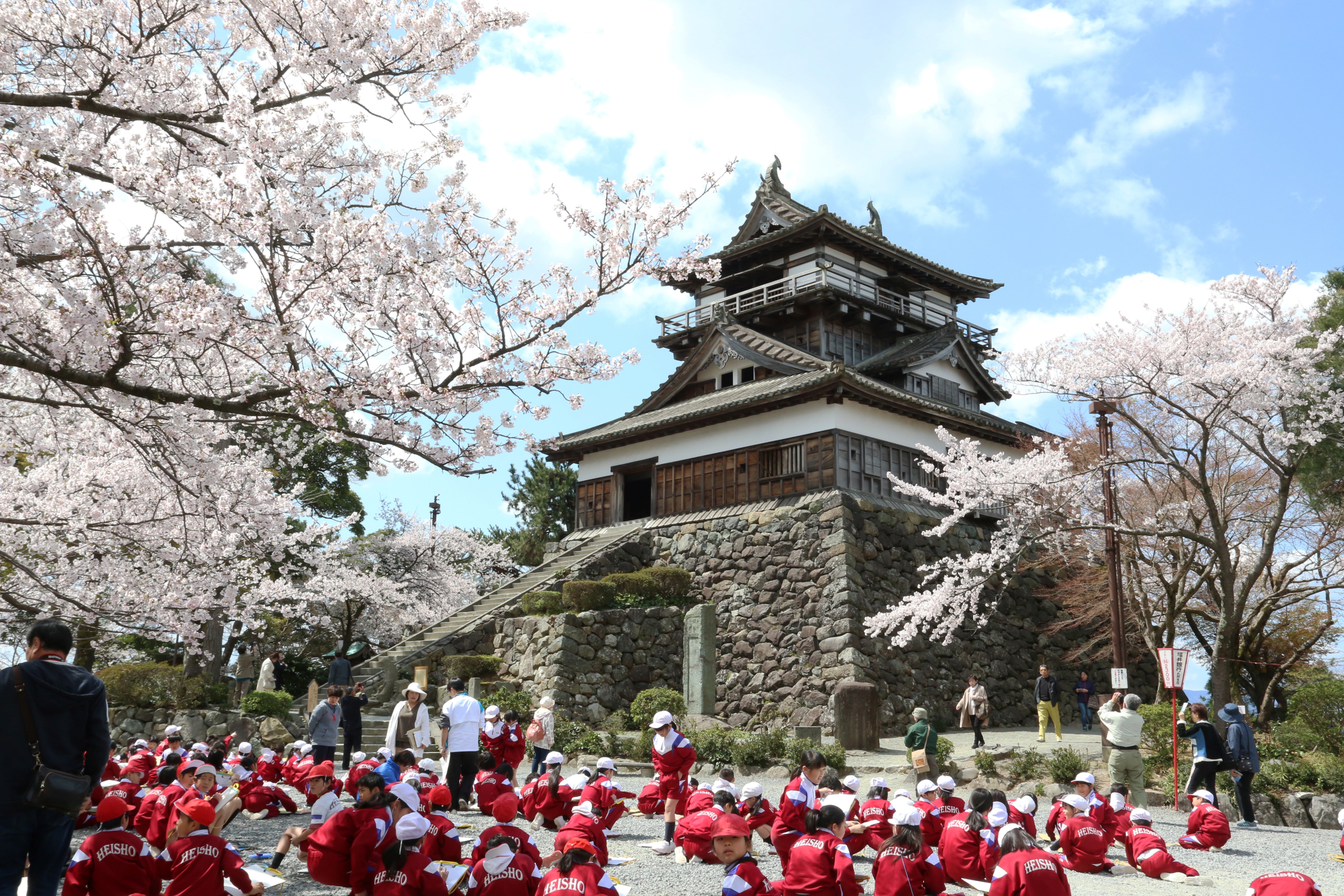 福井県坂井市 城下町を満開の桜が彩る 丸岡城桜まつりが開催
