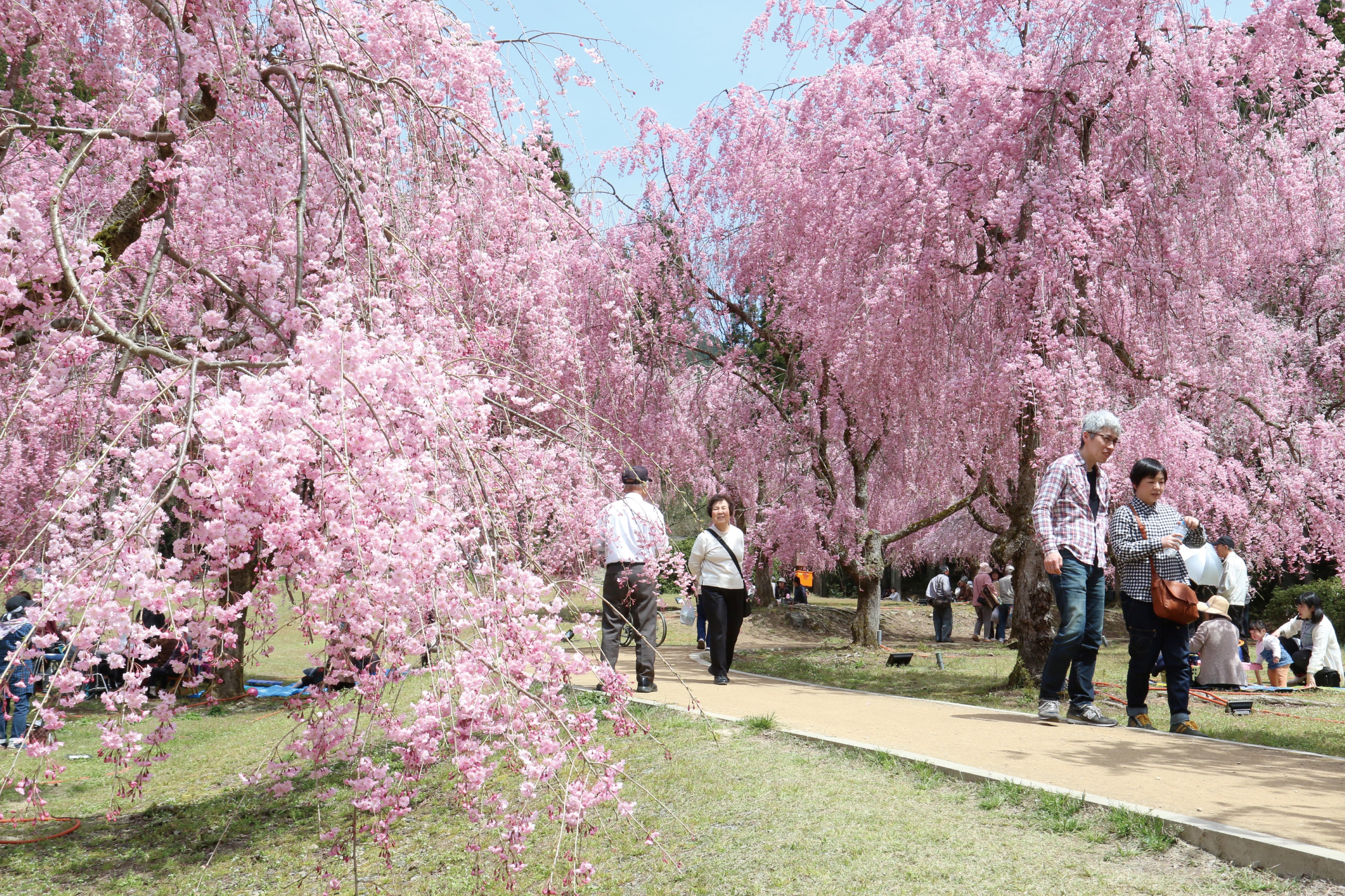 福井県坂井市 昼と夜で異なる景色を 竹田の山でしだれ桜が花開く