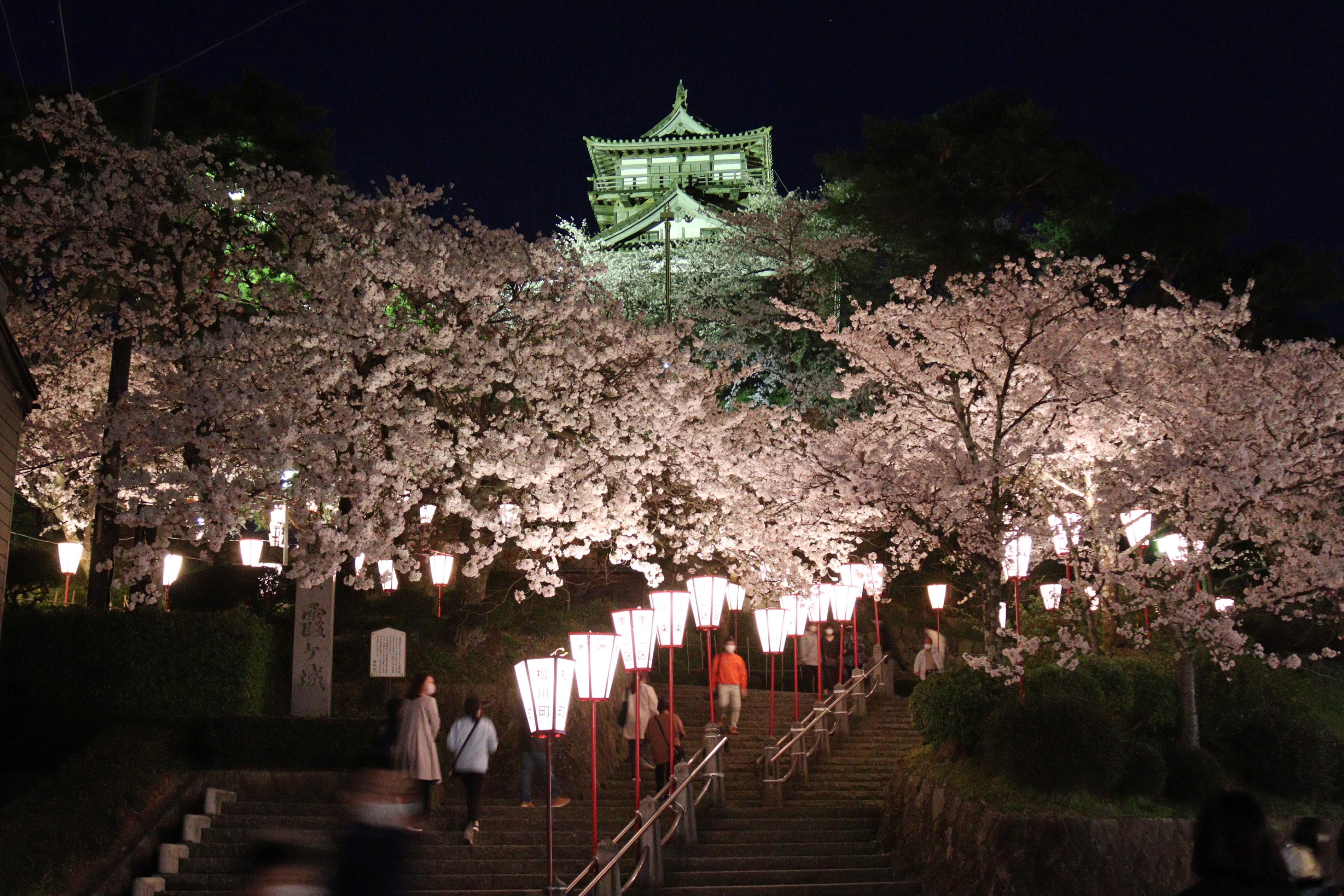 福井県坂井市 美しく咲き誇る桜と光の競演 丸岡城桜まつりが開幕