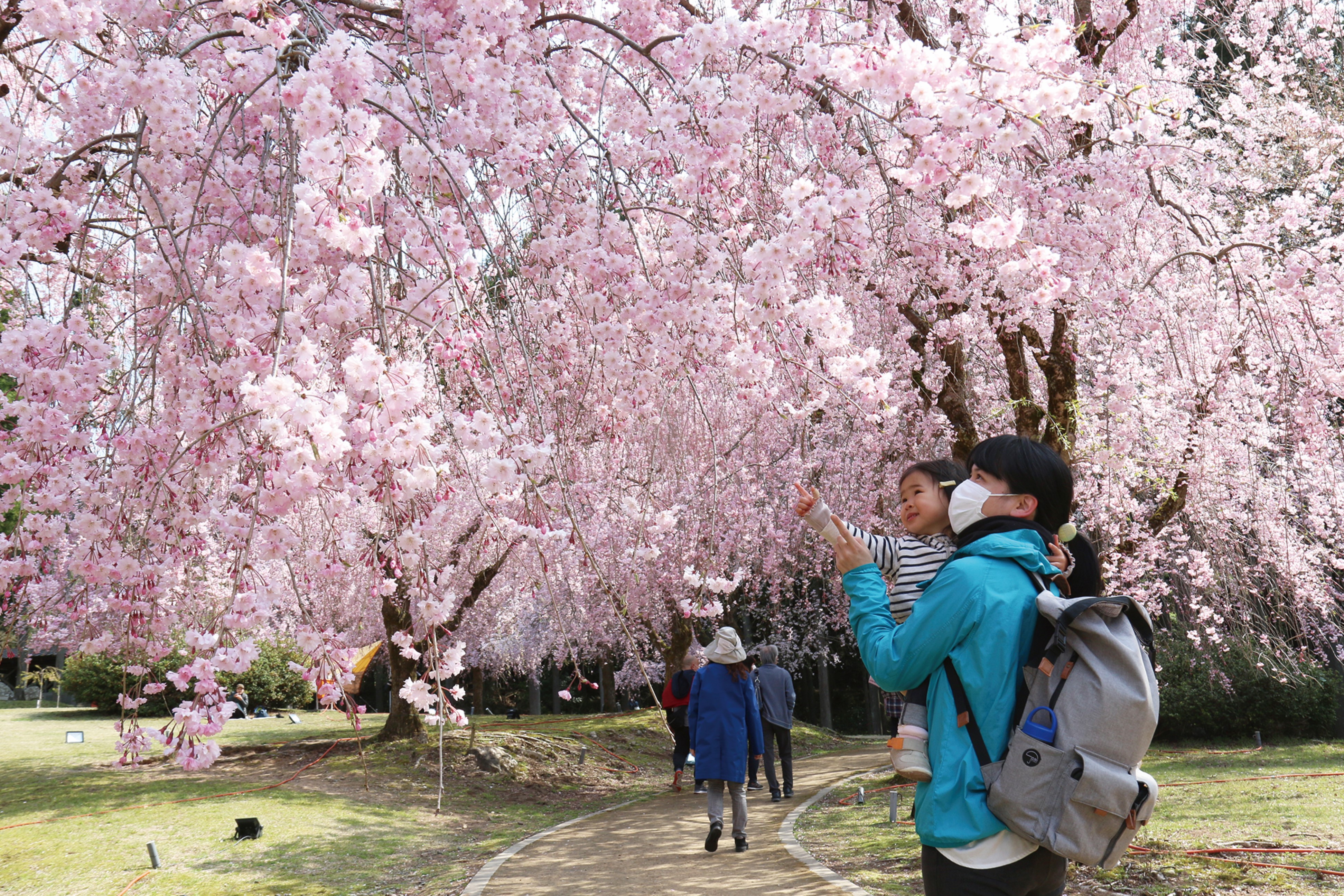 福井県坂井市 しだれ桜のトンネル 竹田の里に花開く
