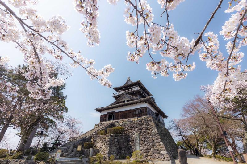 丸岡城天守（桜）