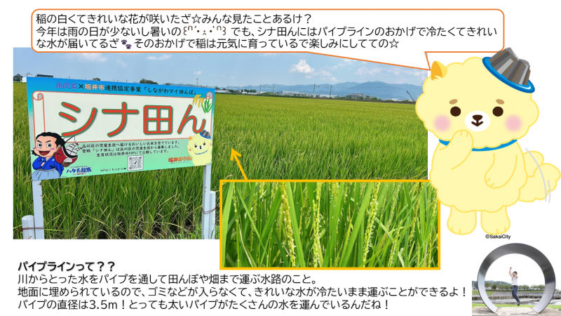 0819開花