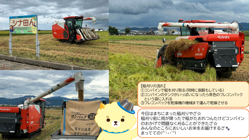 0912稲刈り1