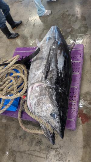 三国港に水揚げされたクロマグロ