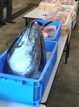 マグロ販売の様子