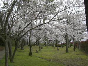 桜谷公園（写真1）